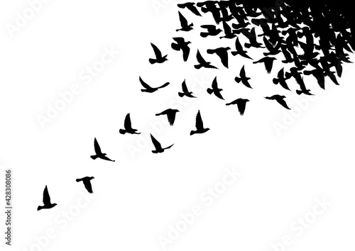 Flying birds silhouettes on white background. Vector illustration. isolated bird flying. tattoo design.