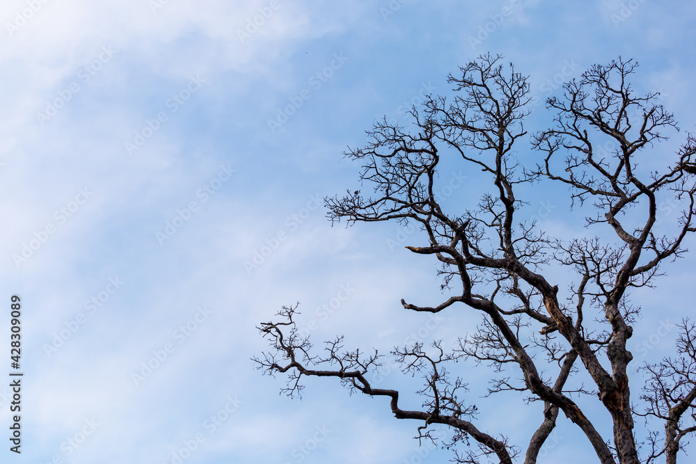Close-up Treetops without leaves, dead trees, sky background, thin white clouds, leave some space for text. Close-up Treetops without leaves, dead trees, sky background, thin white clouds, leave some space for text.