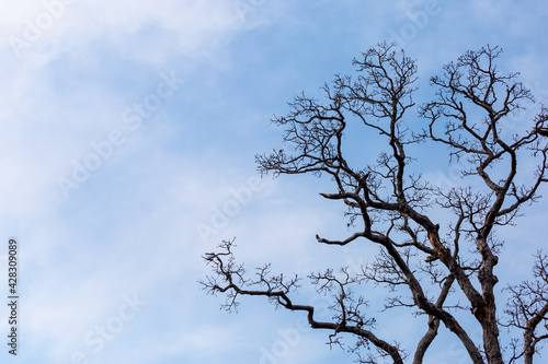 Close-up Treetops without leaves, dead trees, sky background, thin white clouds, leave some space for text.