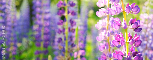 Summer banner of purple lupins