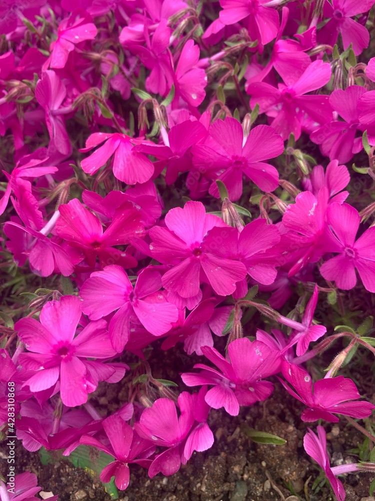 Pink flower on ground Pink flower on ground
