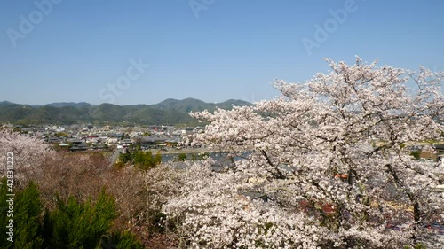 京都の桜　法輪寺