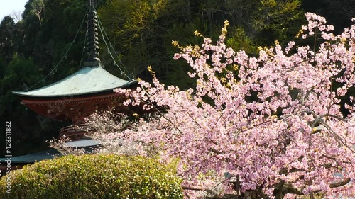 京都の桜　法輪寺