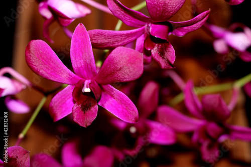 beautiful and beautiful purple orchid flower
