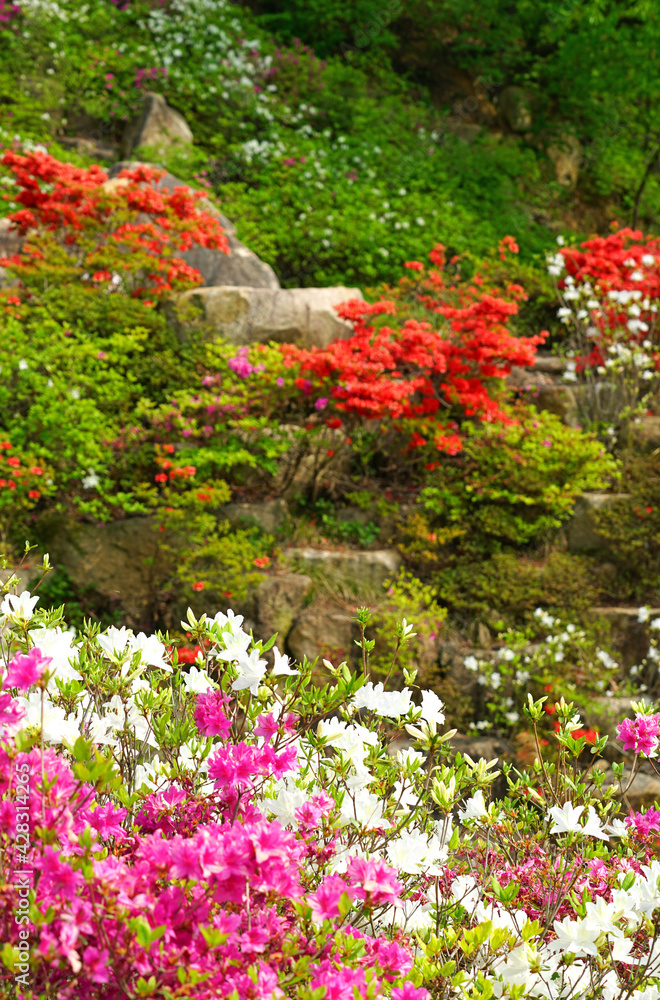 Fototapeta premium Korean rosebay in full bloom