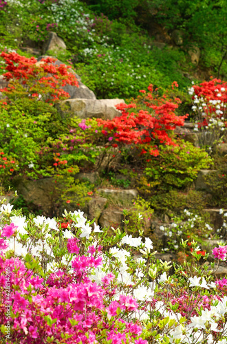 Fototapeta Naklejka Na Ścianę i Meble -  Korean rosebay in full bloom