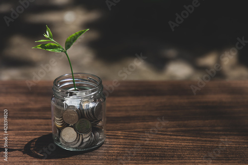 Saving money concept.Plant growing out of coins on wooden table
