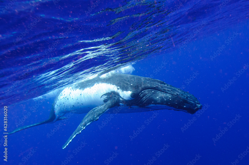 Obraz premium ザトウクジラ