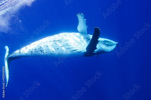 ザトウクジラ © koji.photo.jp