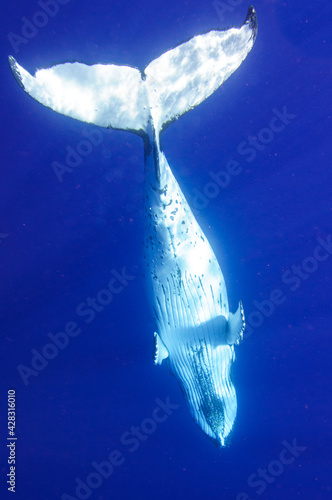 ザトウクジラ