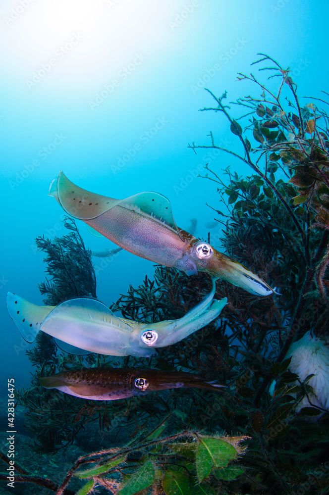 Fototapeta premium アオリイカの産卵