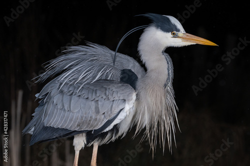 European Grey Heron (Ardeidae) hunting fish at night with a dark background and fluffy feathers