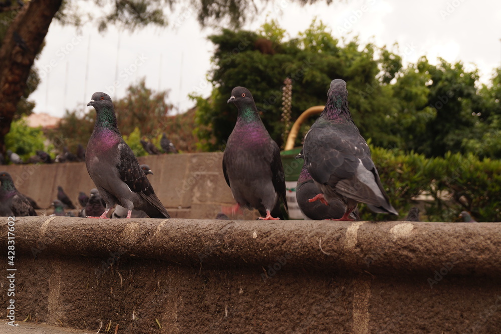 Fototapeta premium pigeons in the park