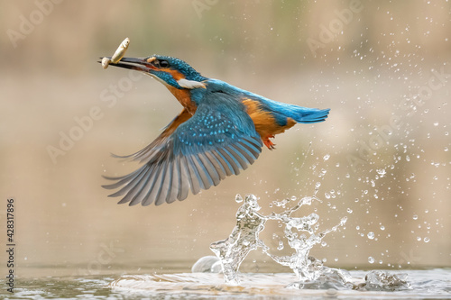 Canvas Print European Kingfisher in flight, bright blue and orange bird with wings spread