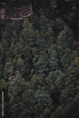 Abstract shot of treetops in the Blue Mountains National Park, NSW Australia.