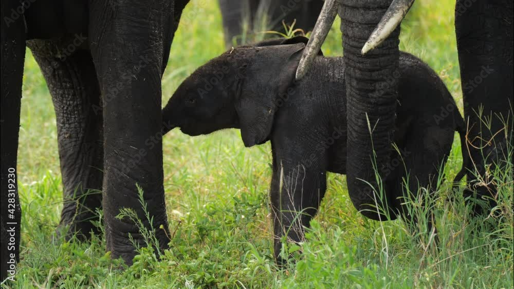 Portrait of magnificent elephant eating while standing in tall grass field. Amazing wildlife in its habitat during hot summer day. Natural scene of fauna with beautiful african background of green Portrait of magnificent elephant eating while standing in tall grass field. Amazing wildlife in its habitat during hot summer day. Natural scene of fauna with beautiful african background of green