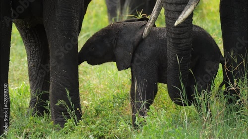 Portrait of magnificent elephant eating while standing in tall grass field. Amazing wildlife in its habitat during hot summer day. Natural scene of fauna with beautiful african background of green photo