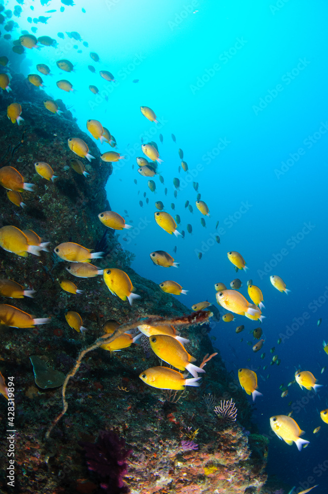 Naklejka premium コガネスズメダイ