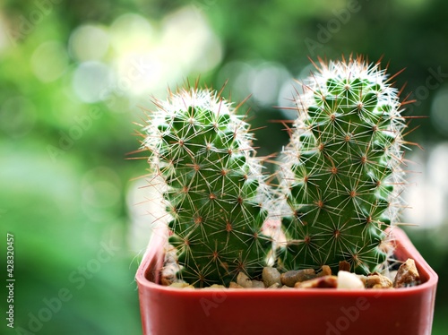 Closeup cactus plants Mammillaria elongata ,Kopper king desert plants and blurred background, soft focus ,macro image ,sweet color for card design ,cactus in a pot photo