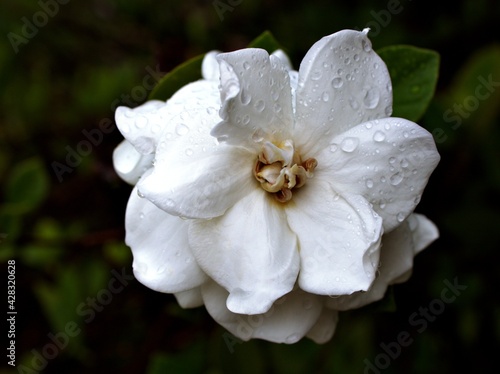 White flower gardenia jasminoides Cape jasmine with water drops in garden and macro image ,white flower