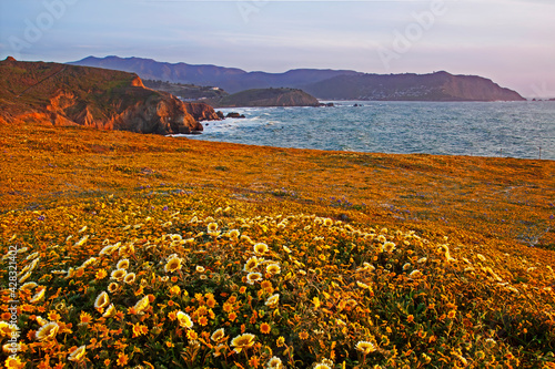 Wildflowers in California Coast