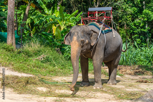 Elephant for tourist ride in elephant camp on the island Koh Phangan Thailand