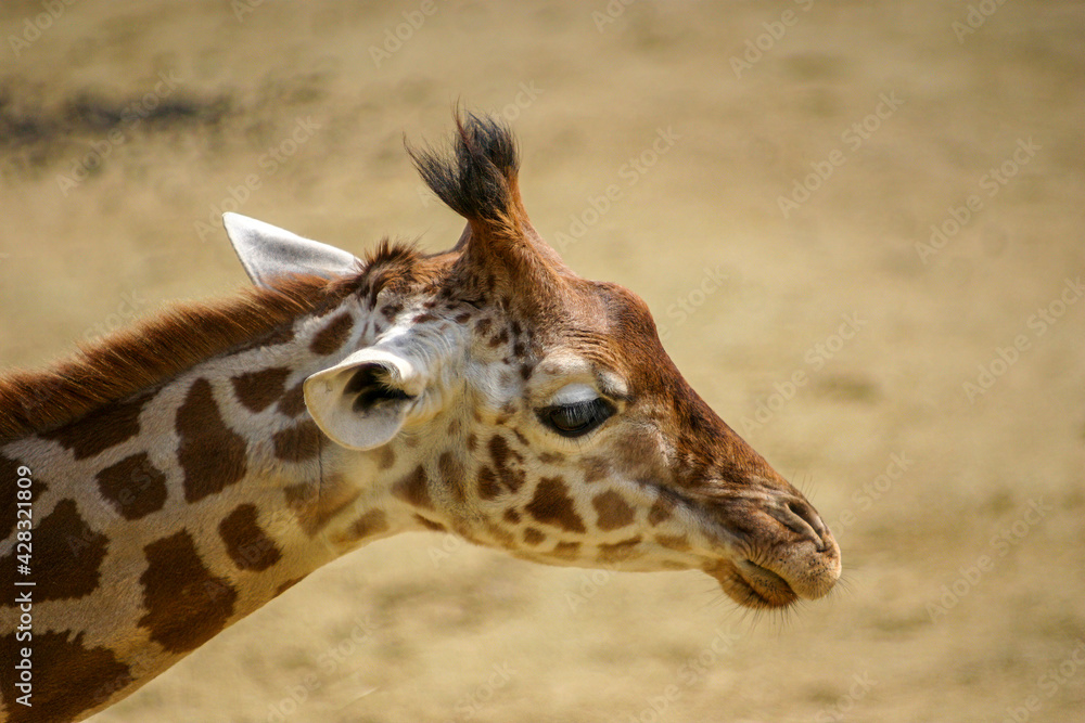 Fototapeta premium girafon kordofan