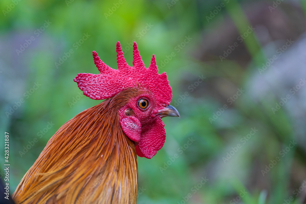 Portrait of a brown cock in the garden on a green background. Close-up