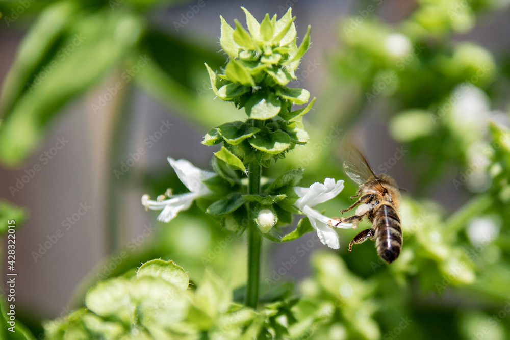 Bee Landing on Basil Bee Landing on Basil