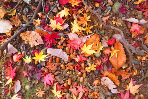 山道の地面に落ちているたくさんの団栗と紅葉の風景1 © ken1344