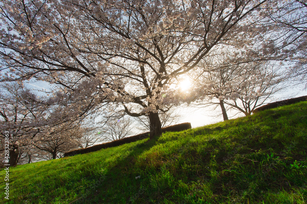 大きな桜と差し込む夕日②