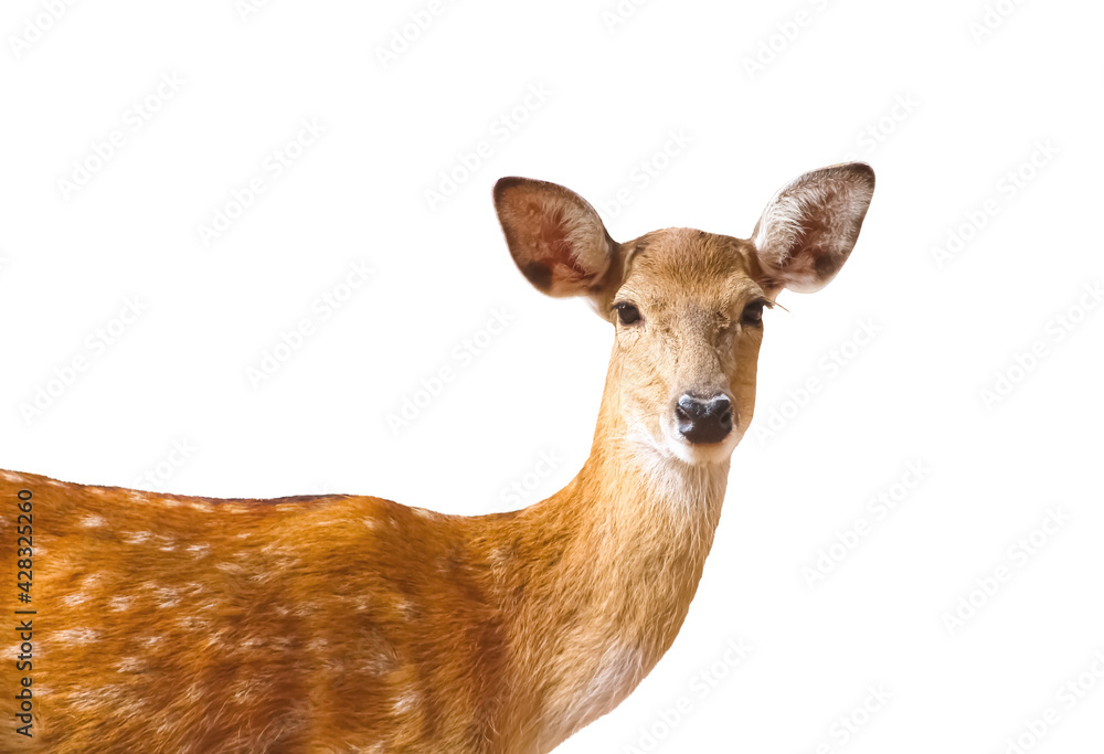 Fototapeta premium Deer looking isolated on white background , clipping path