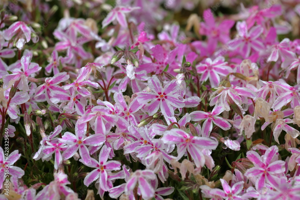 多摩の流れ　ピンクの縞が入った芝桜　（高知県　大川村）