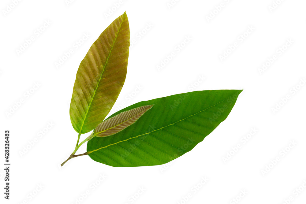 Very beautiful green leaves. On a white background,Dipterocarpus alatus leaf. Very beautiful green leaves. On a white background,Dipterocarpus alatus leaf.