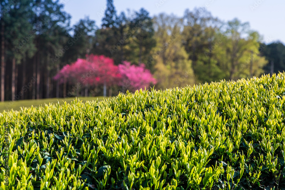 Obraz premium 富士市大渕笹場茶畑から富士山夕景