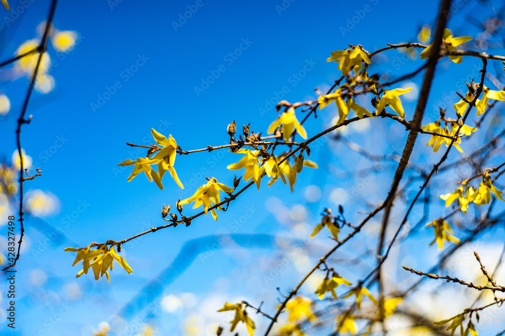 First yellow bell flowers of Forsythia in the garden First yellow bell flowers of Forsythia in the garden