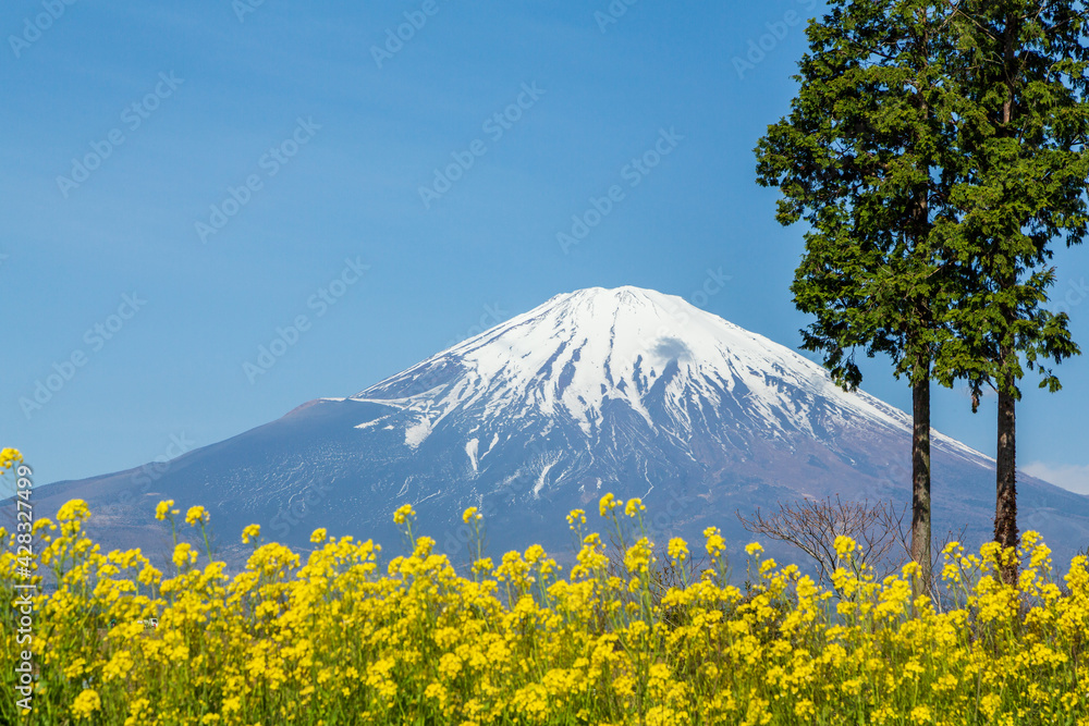 静岡県御殿場市から富士山と菜の花 Foto De Stock Adobe Stock