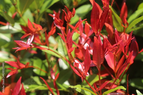 red and green leaves