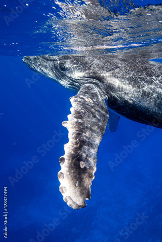 ザトウクジラ