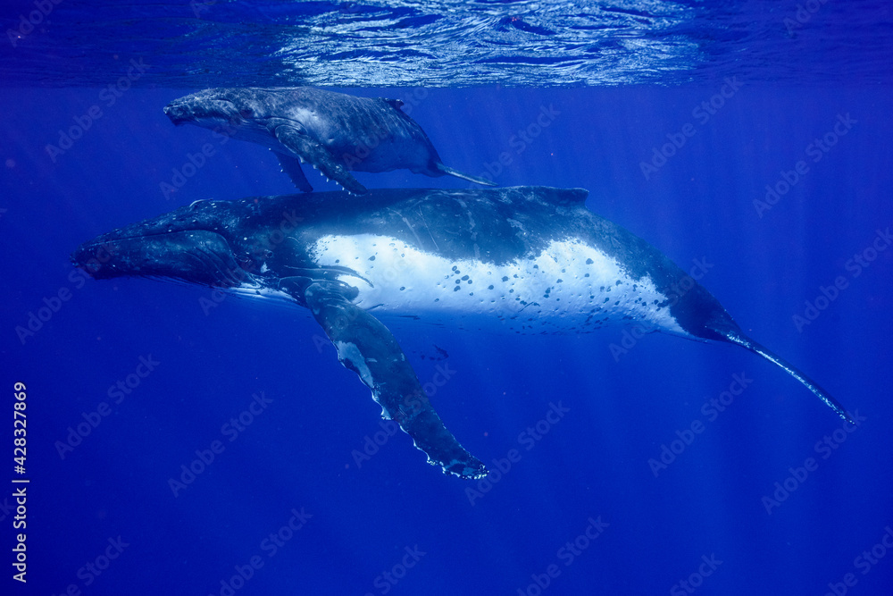 Fototapeta premium ザトウクジラ