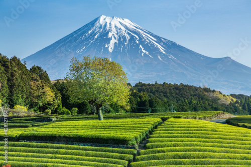 富士市大渕笹場から朝日を浴びて緑色に輝く新茶の目と青空に映える富士山