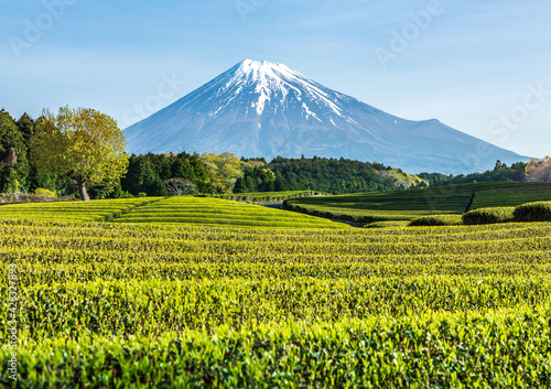 富士市大渕笹場から朝日を浴びて緑色に輝く新茶の目と青空に映える富士山