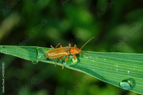 The common soldier beetle (Latin: Cantharis rufa), is a species of soldier beetle (Cantharidae) on a green leaves daylilies background, closeup. Soft selective focus.