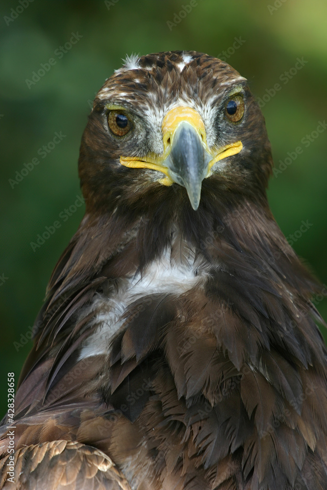 Obraz premium aigle royal en gros-plan