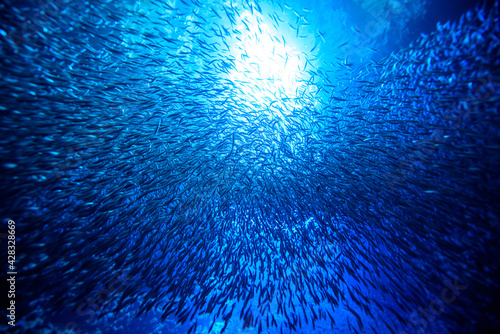 魚群