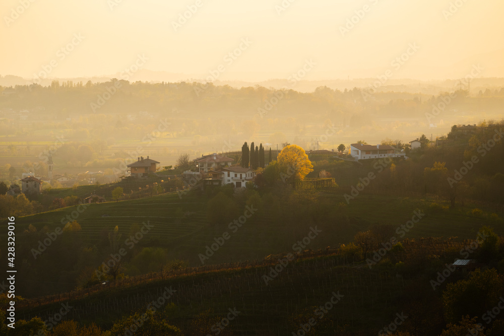 Terraced vineyard hills at sunset in Friuli Venezia Giulia region, Italy