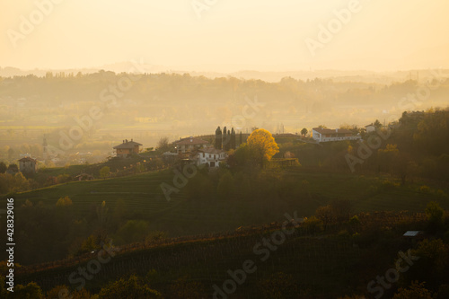 Terraced vineyard hills at sunset in Friuli Venezia Giulia region  Italy