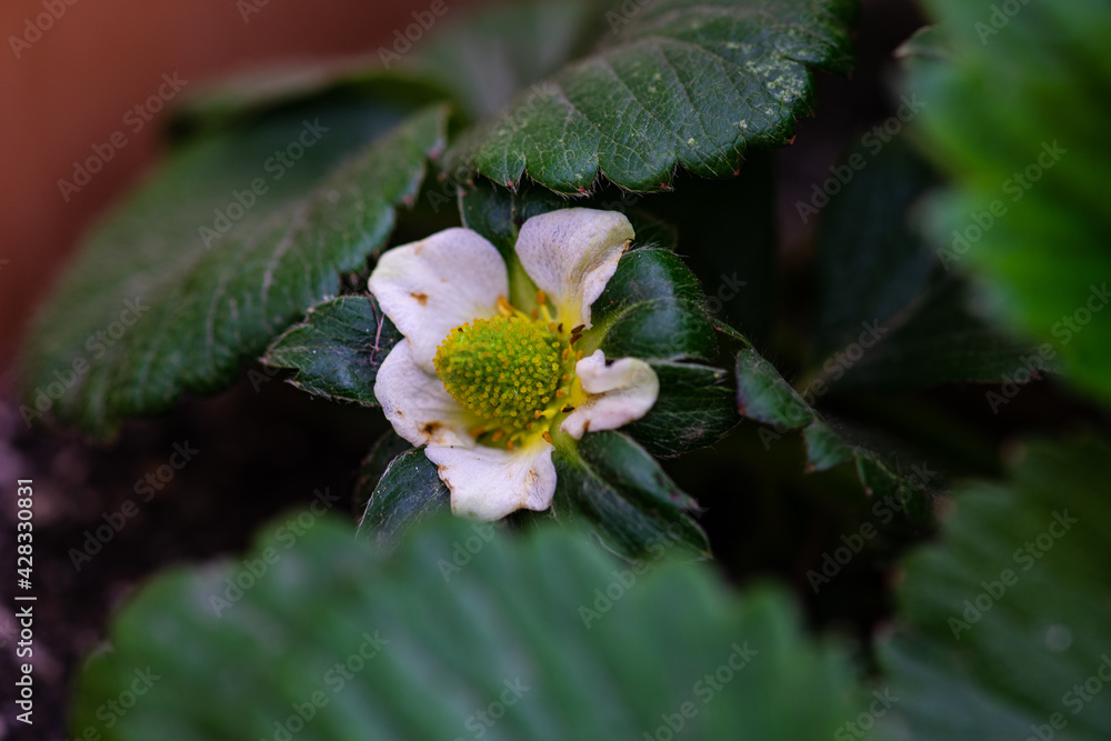 Strawberry plant with flower Strawberry plant with flower