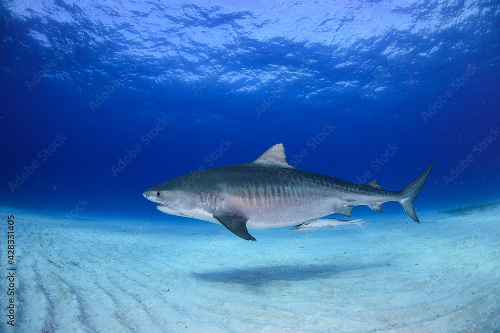 Obraz premium タイガーシャーク