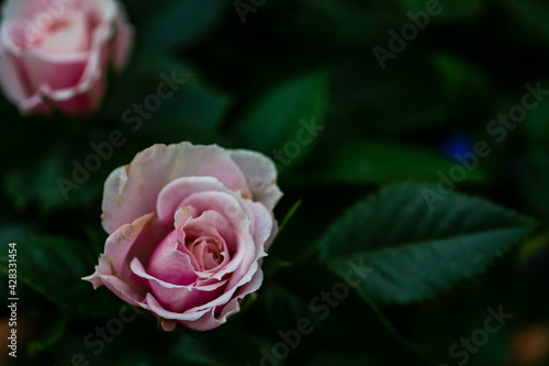 Dusty pink rose bush
